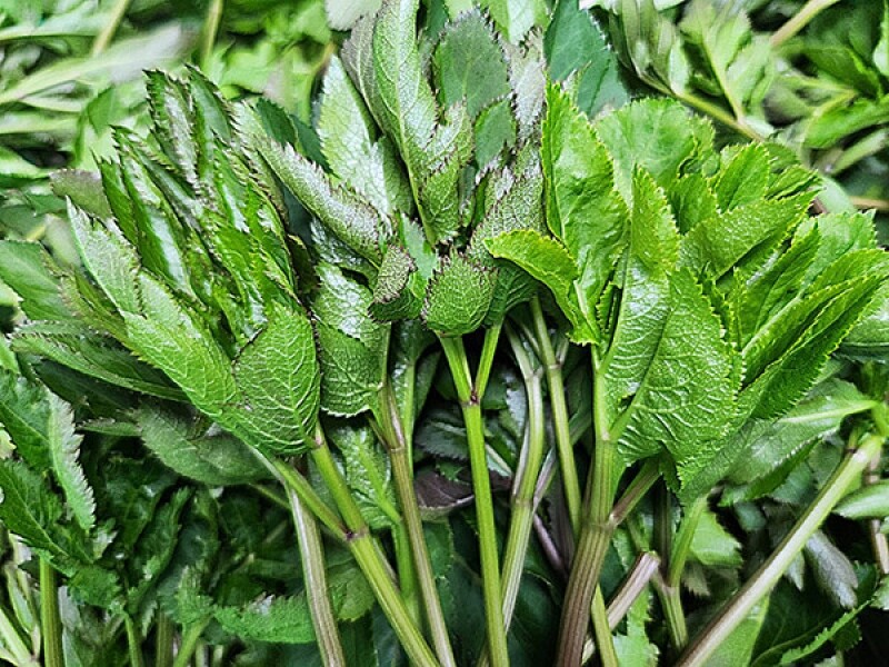 강원더몰,[산지직송]바디나물1kg 환절기 필수 연삼